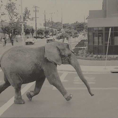 2013 August 22 CTY - A COPY SHOT of the August 20, 1994 photo of Tyke the Elephant running through the streets of Honolulu after escaping the circus at the Blaisdell Arena. ORIGINAL HONOLULU ADVERTISER PHOTO BY CARL VITI