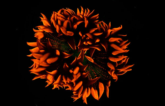 Coral-Rekindling-Venus-feature